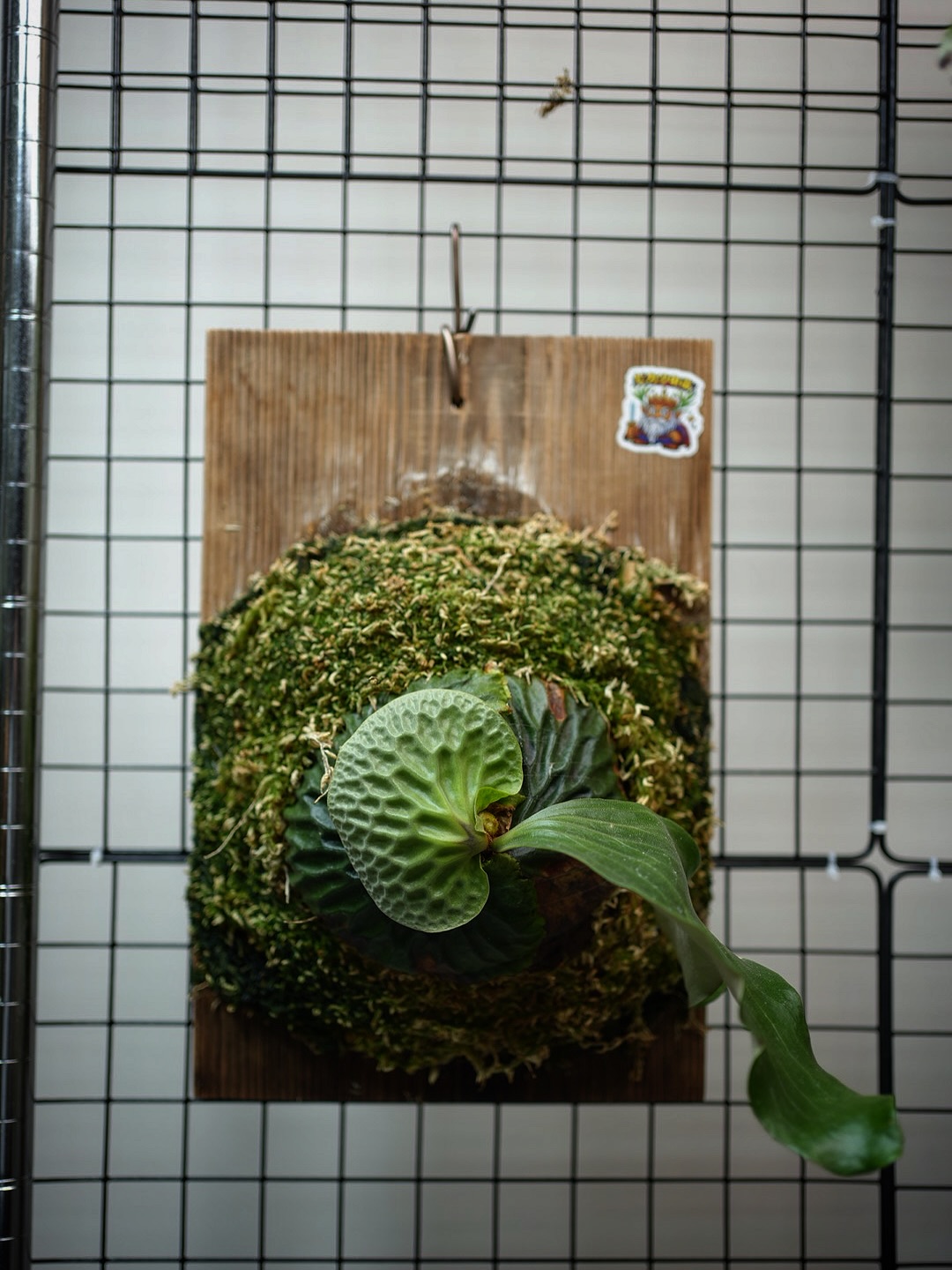 P.madagascariense from @keiki_521 マダガスカリエンセはいいぞ