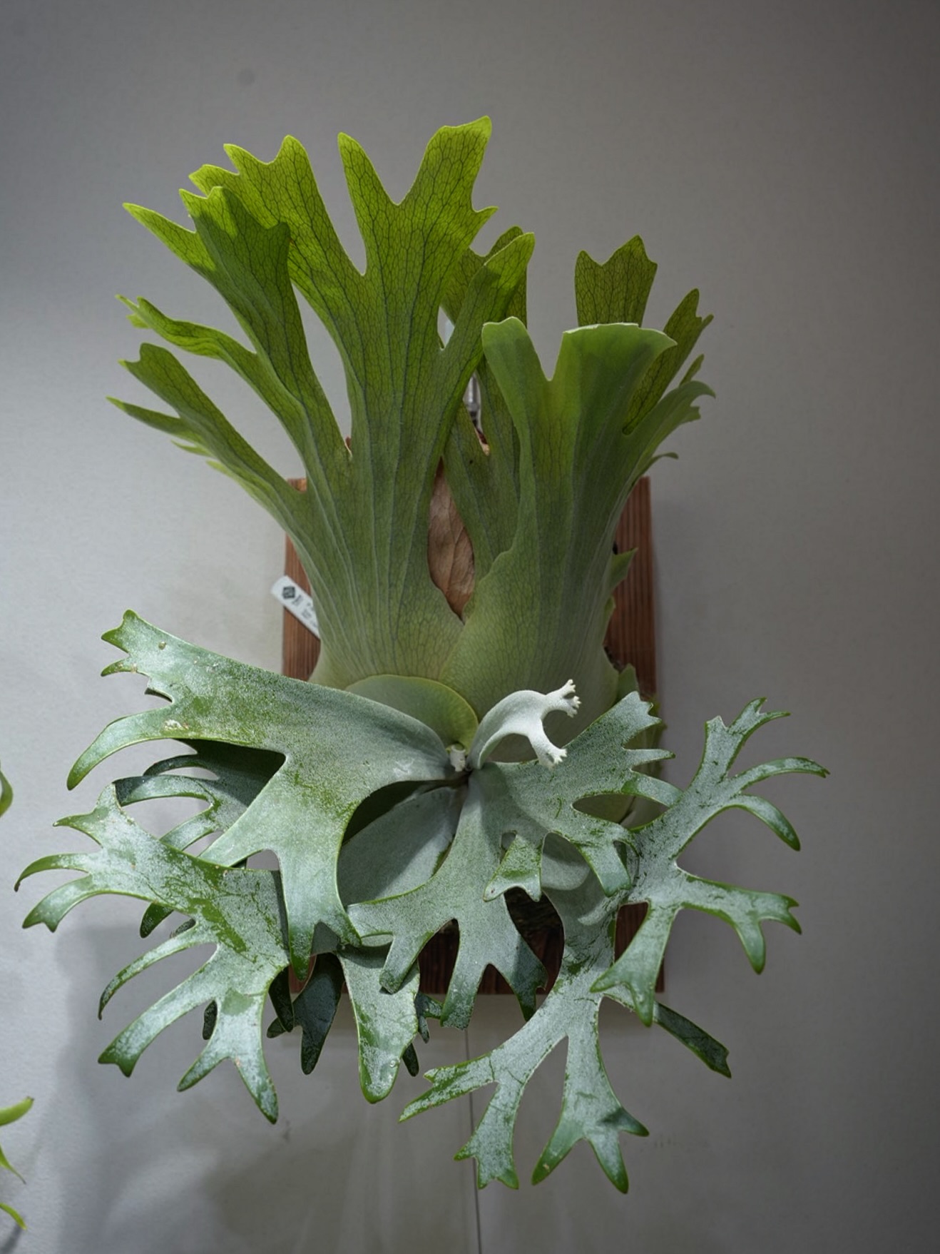 P.willinckii anne from @tmk_plants 研究の結果、この植物はビカクシ