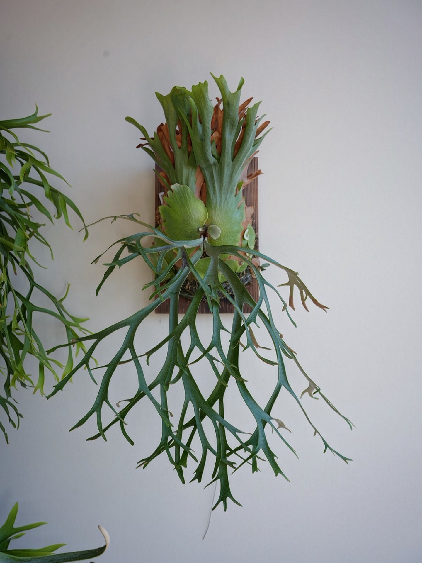 P.willinckii 伊弉諾 from @big_bell.plants_aqua いいね