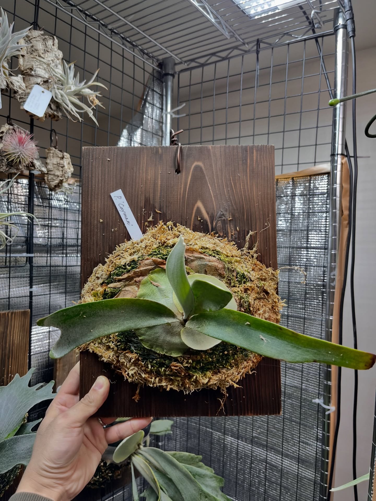 P.Cayman from @katsu_hibino 板に根が到達したため、苔増し、マグァンプ。 