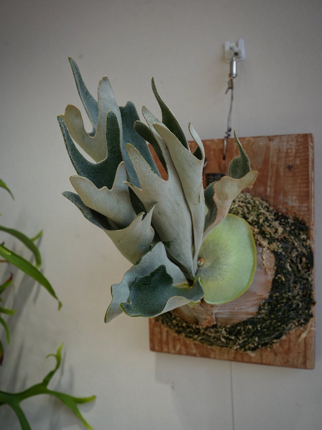 P.Nukul from @ponpowan なかなかの個性