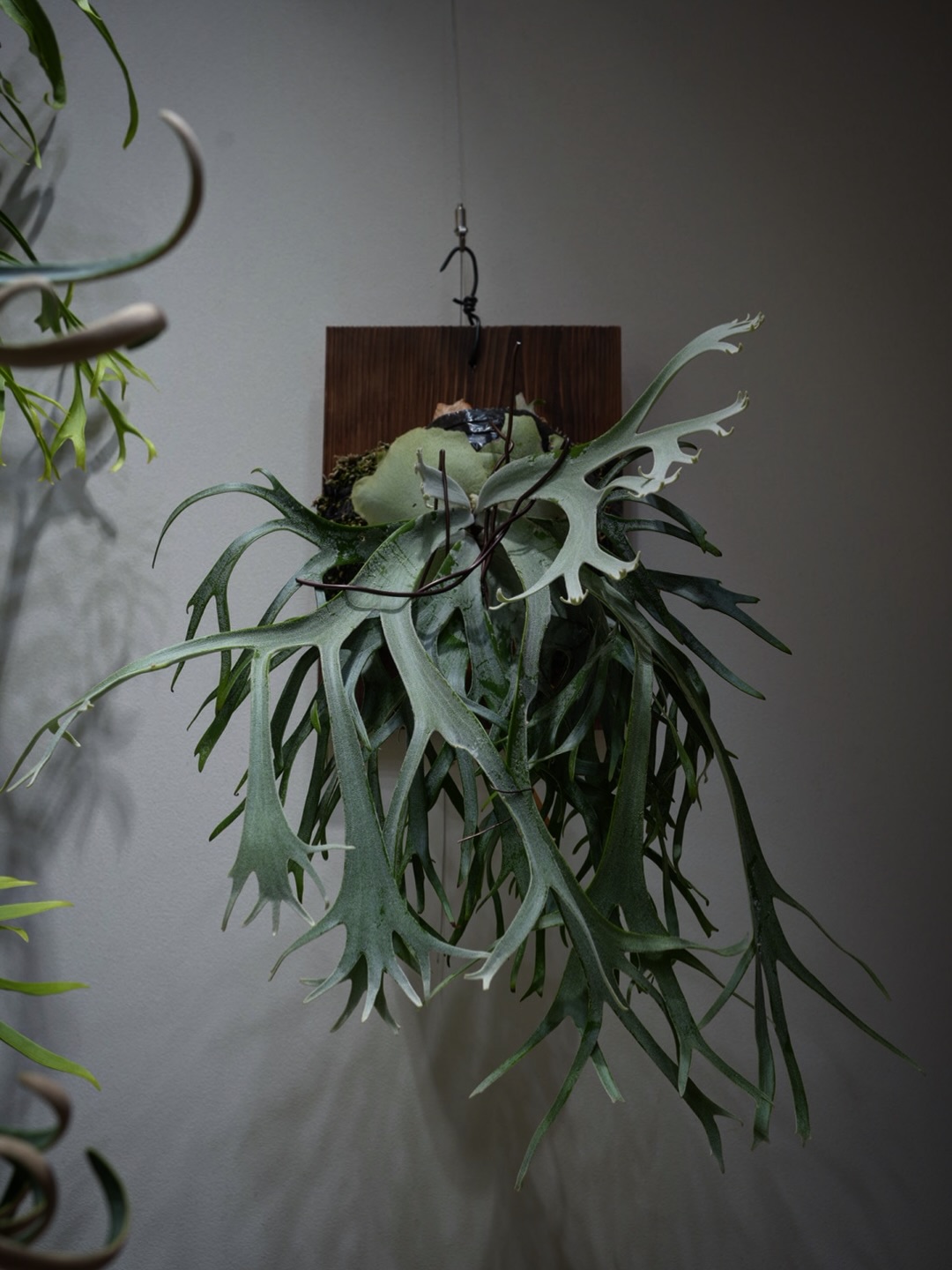 P.willinckii Polaris from @ponpowan ローズバトラー感あります