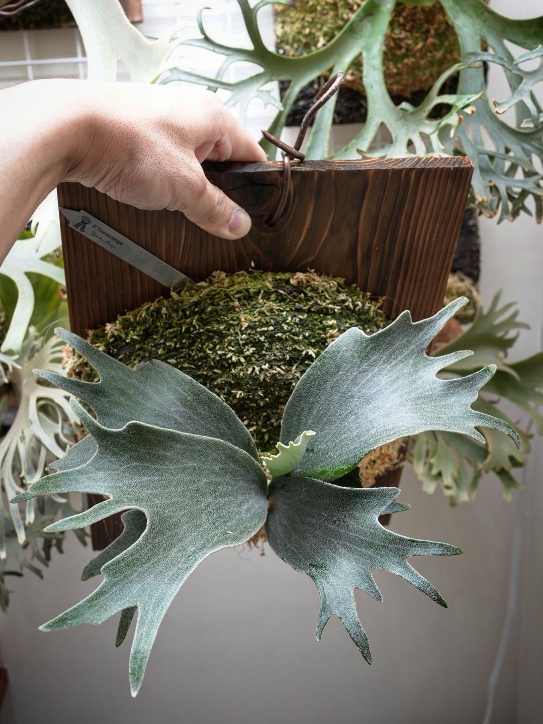 P.Triceratops from @botanical_mafia シュプールっぽいですね。シュ