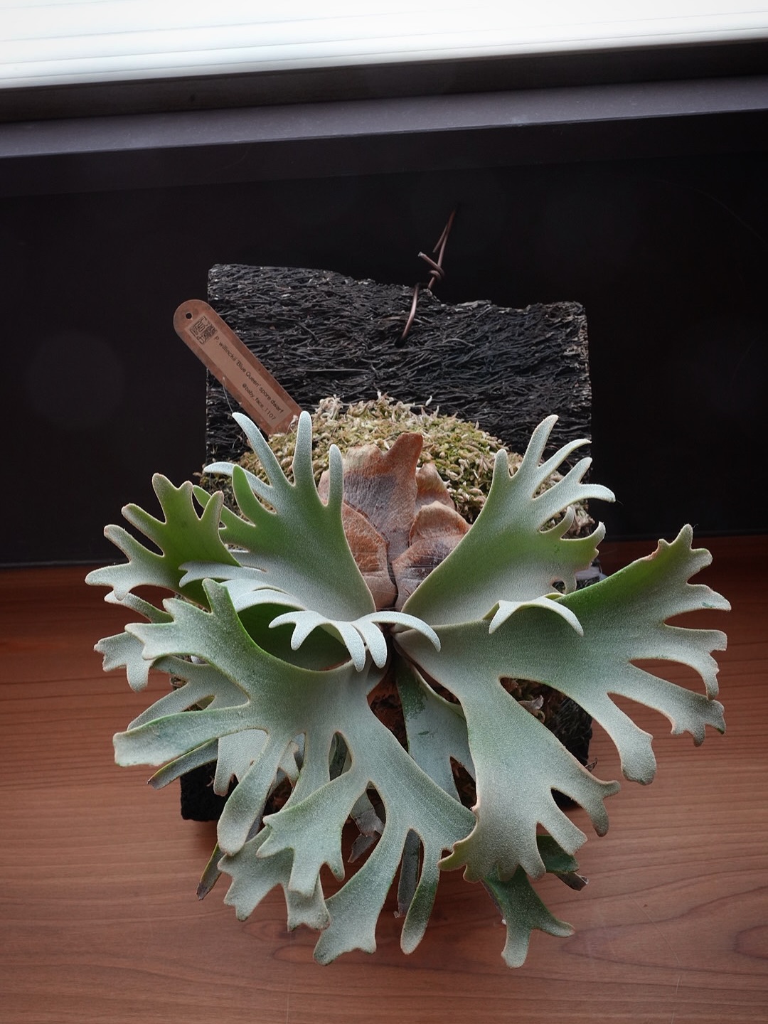 Platycerium willinckii ‘Blue Queen’ spore dwarf fr