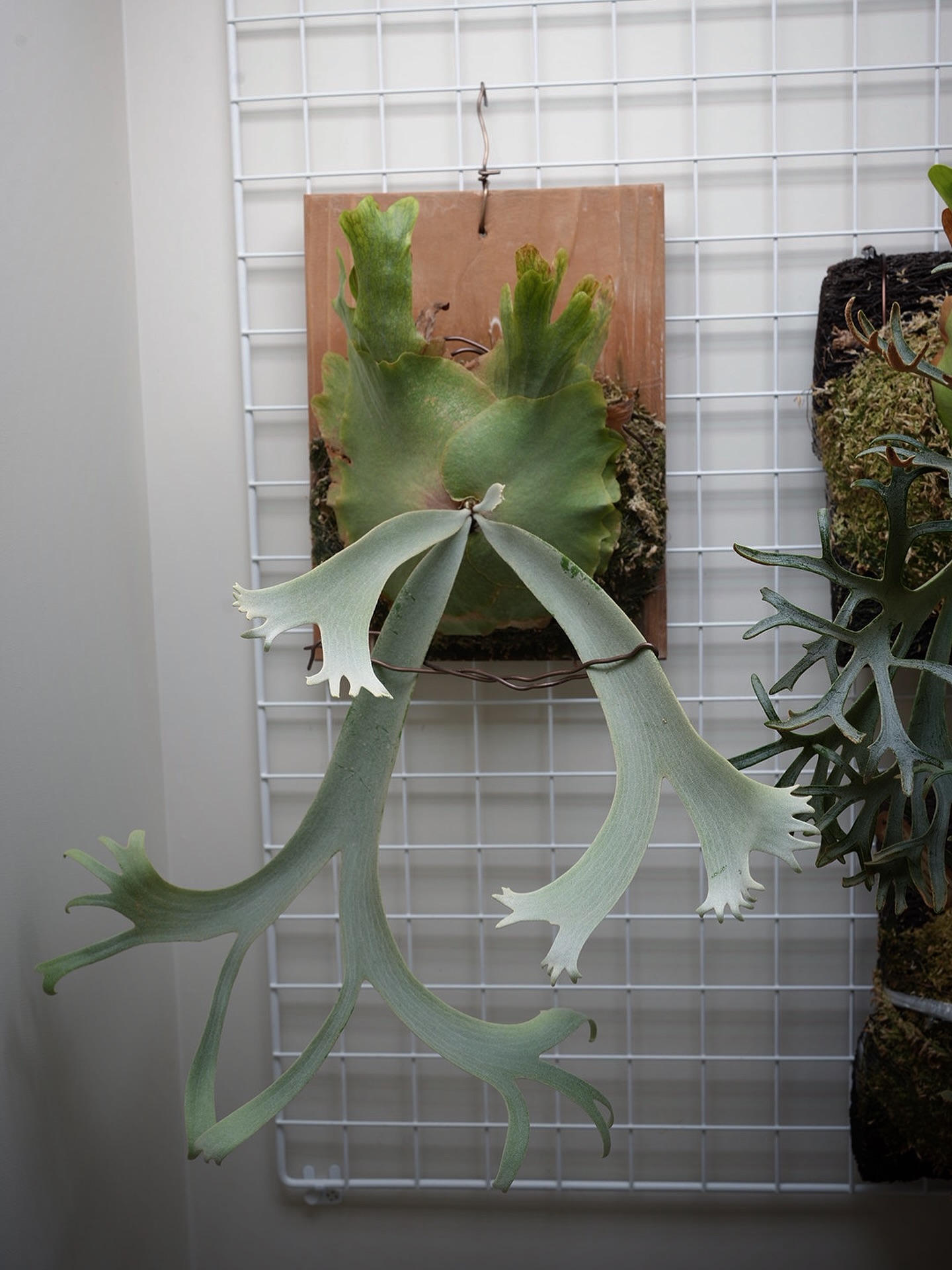 P.willinckii nadare from @190cm_botanical これは好きなタイ