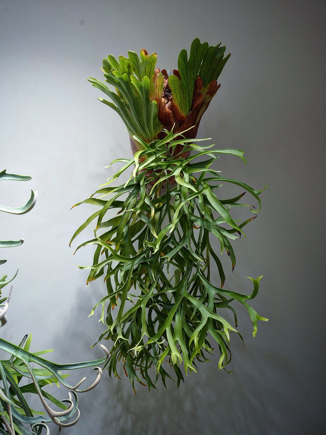 P.coronarium waiwai from @vandaka_plants コロナリウムはいい