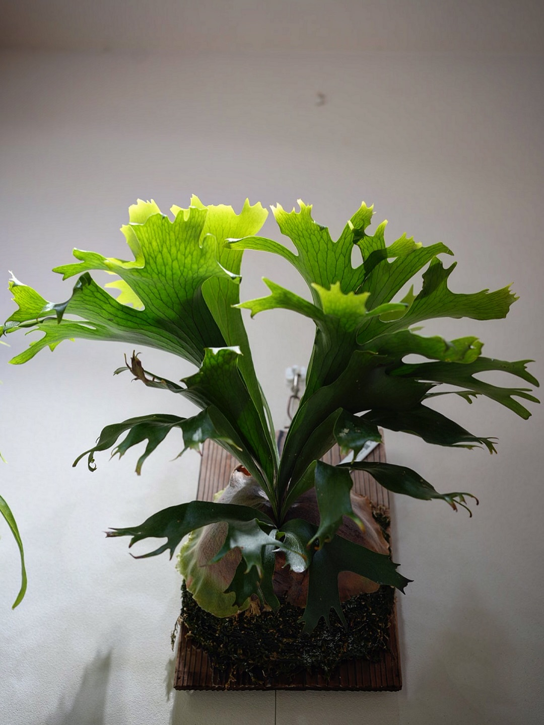 P.hillii mutant sporeling “Group M” From @ukiyo_be