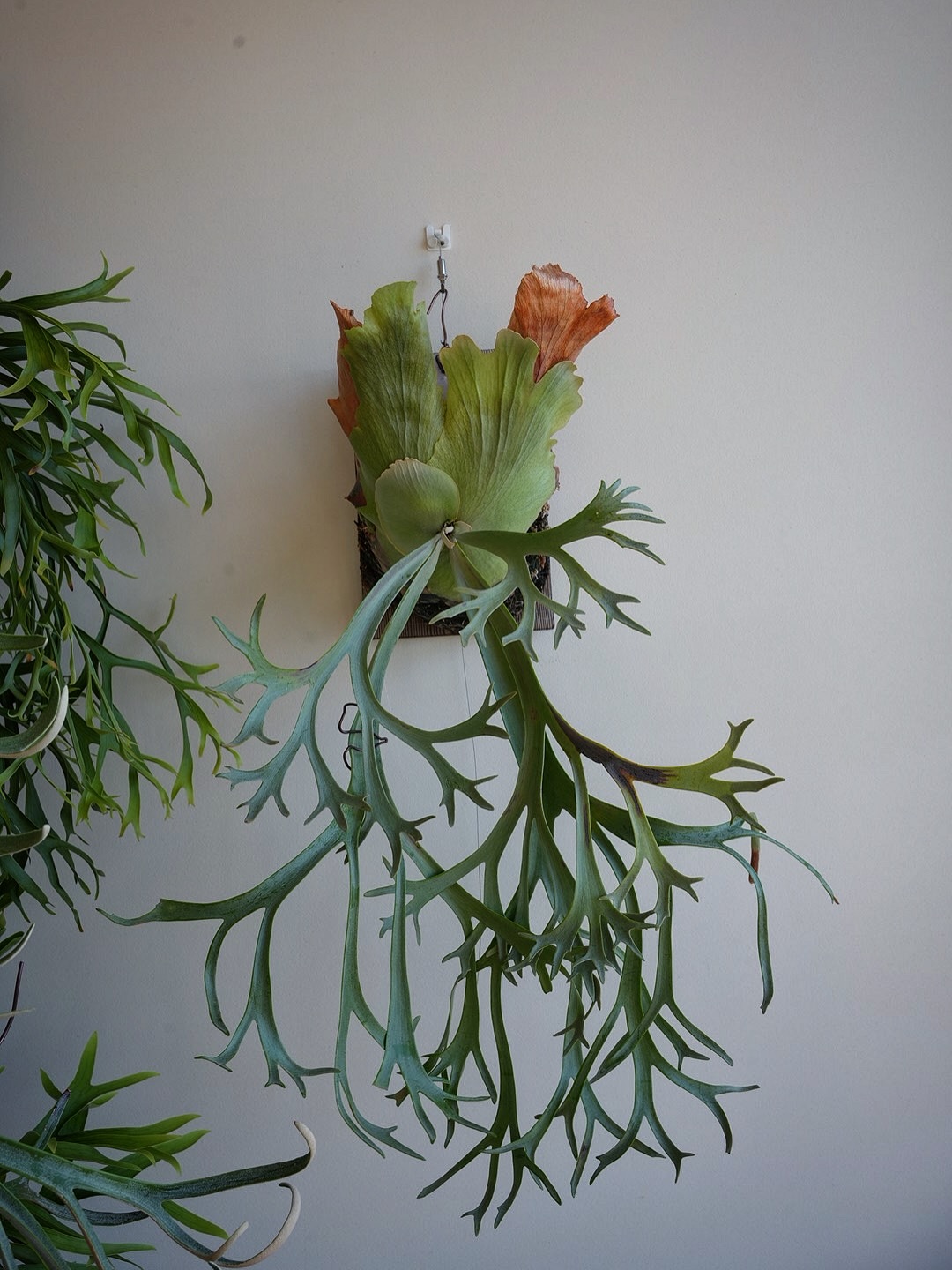 P.willinckii blue queen 次でいいねになりそう。