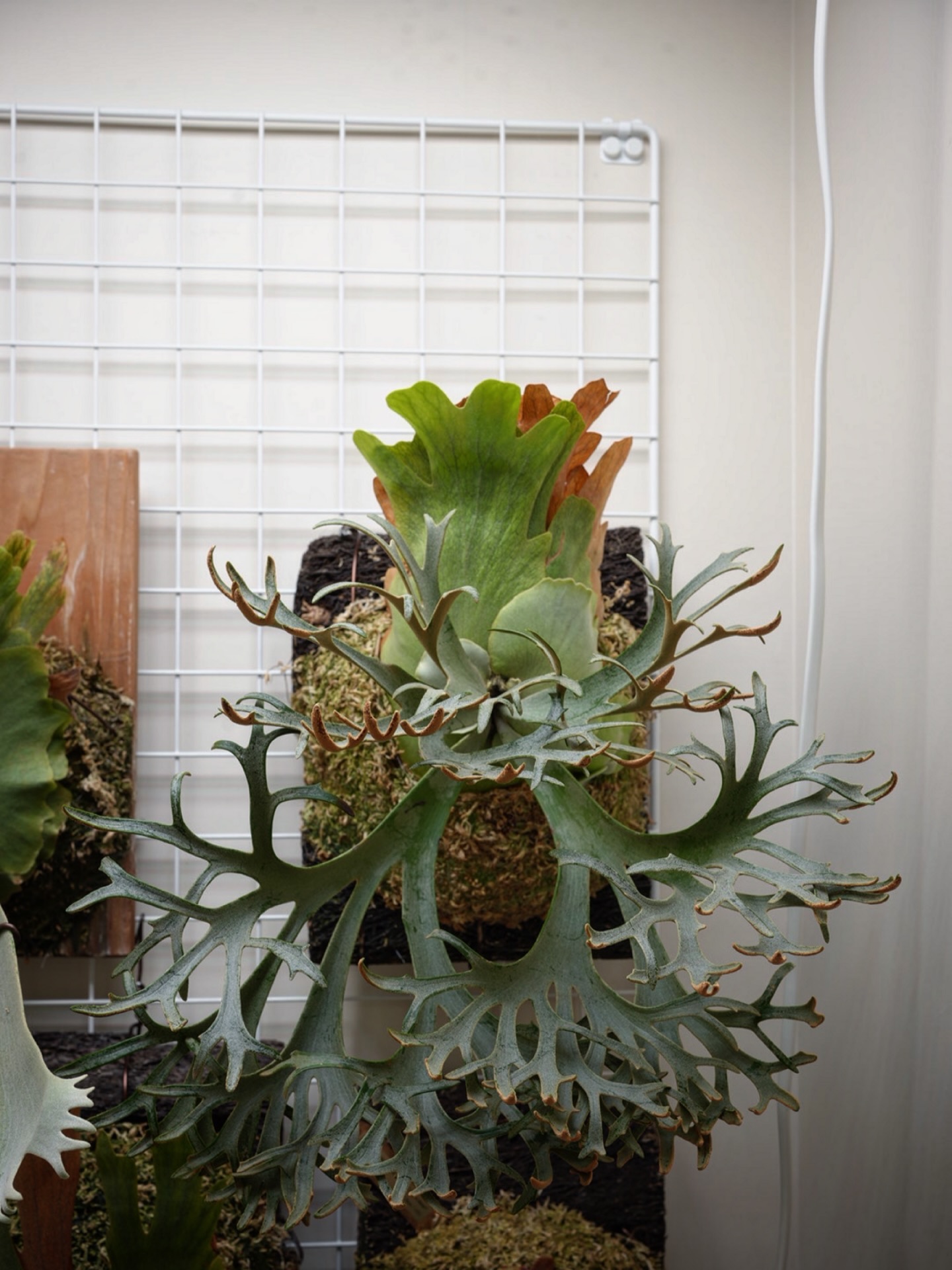 Platycerium willinckii OMGの写真