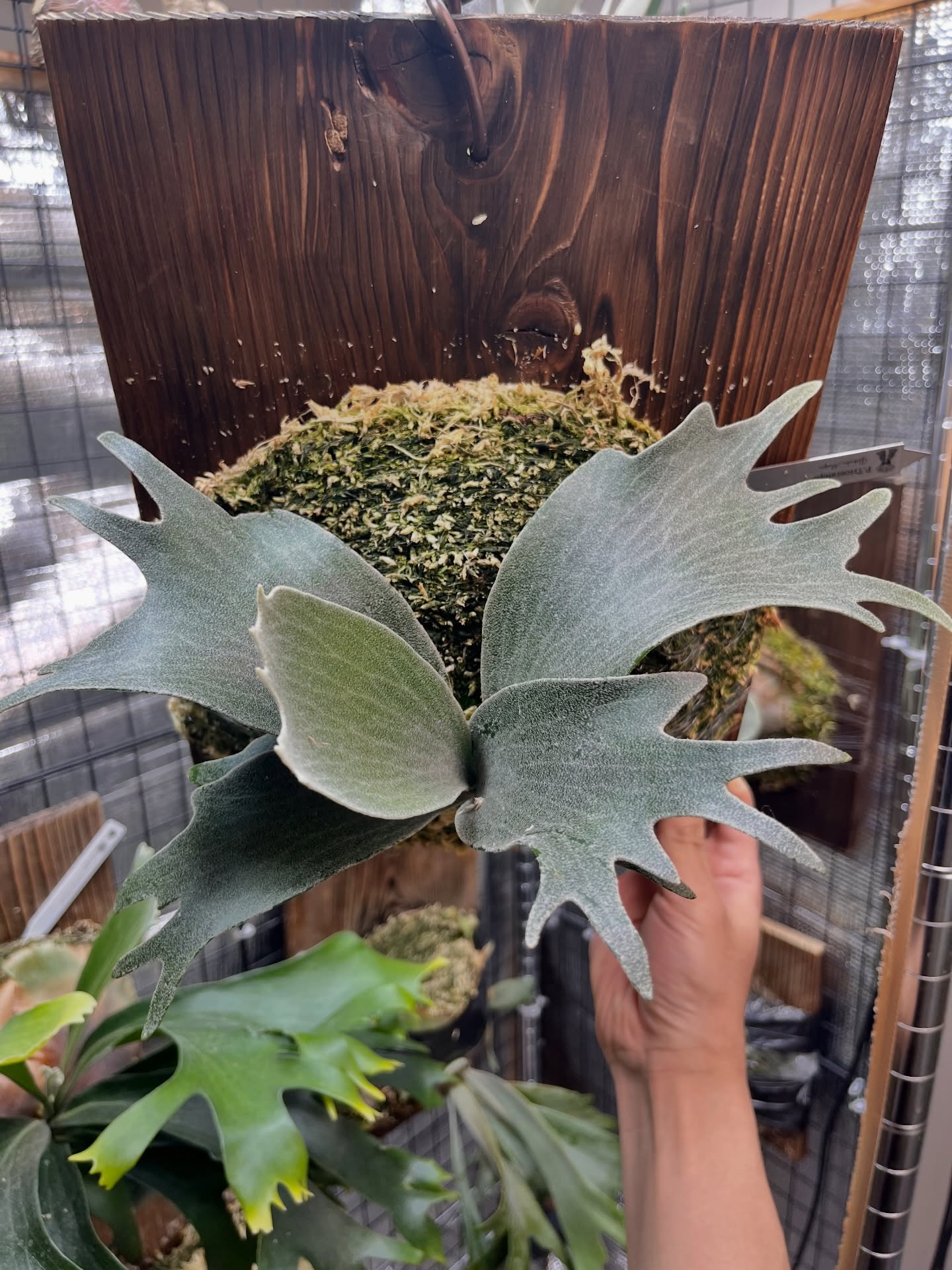 P.Triceratops from @botanical_mafia 久しぶりに投稿。