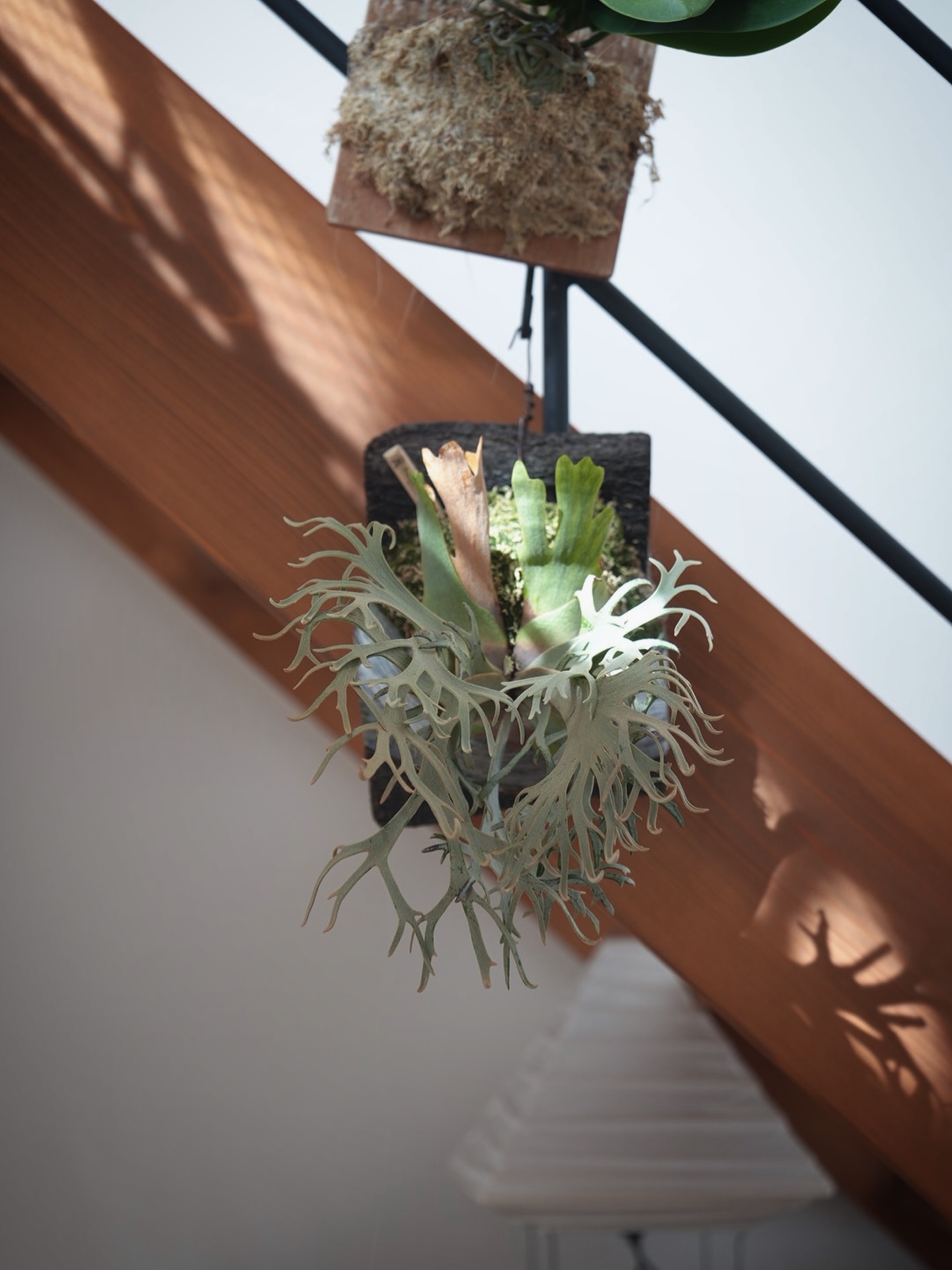 P.willinckii ‘Jenny’