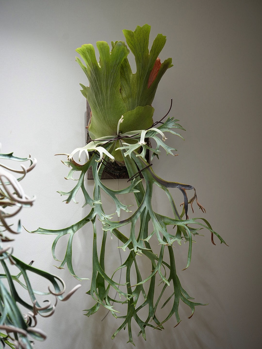 P.willinckii blue queen 賑やかになりそう