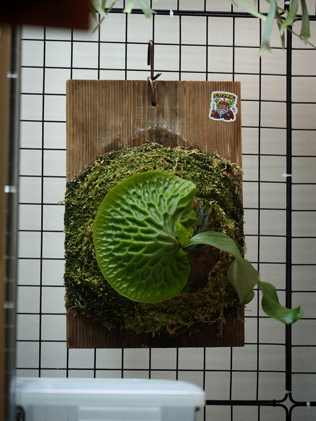 P.madagascarienseの写真