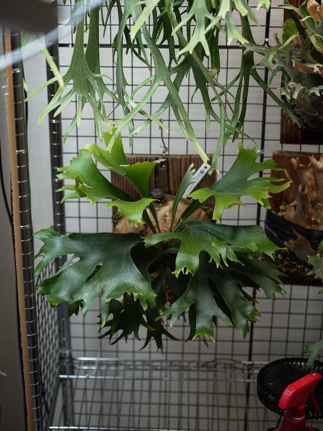 P.hillii mutant sporeling “Group M”