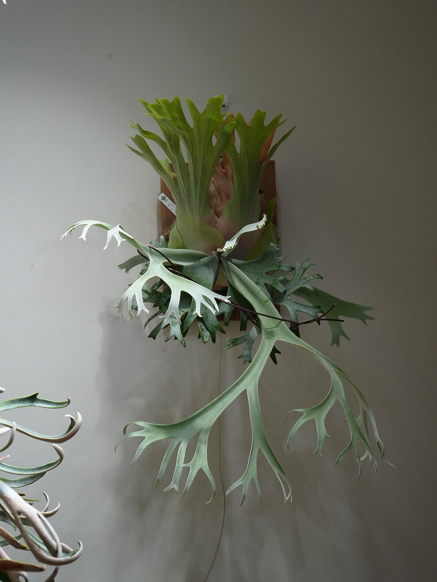 P.willinckii anne from @tmk_plants 子株あります