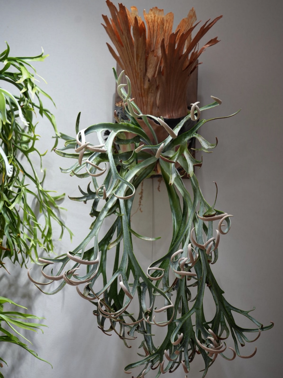 P.willinckii moonlight#vp