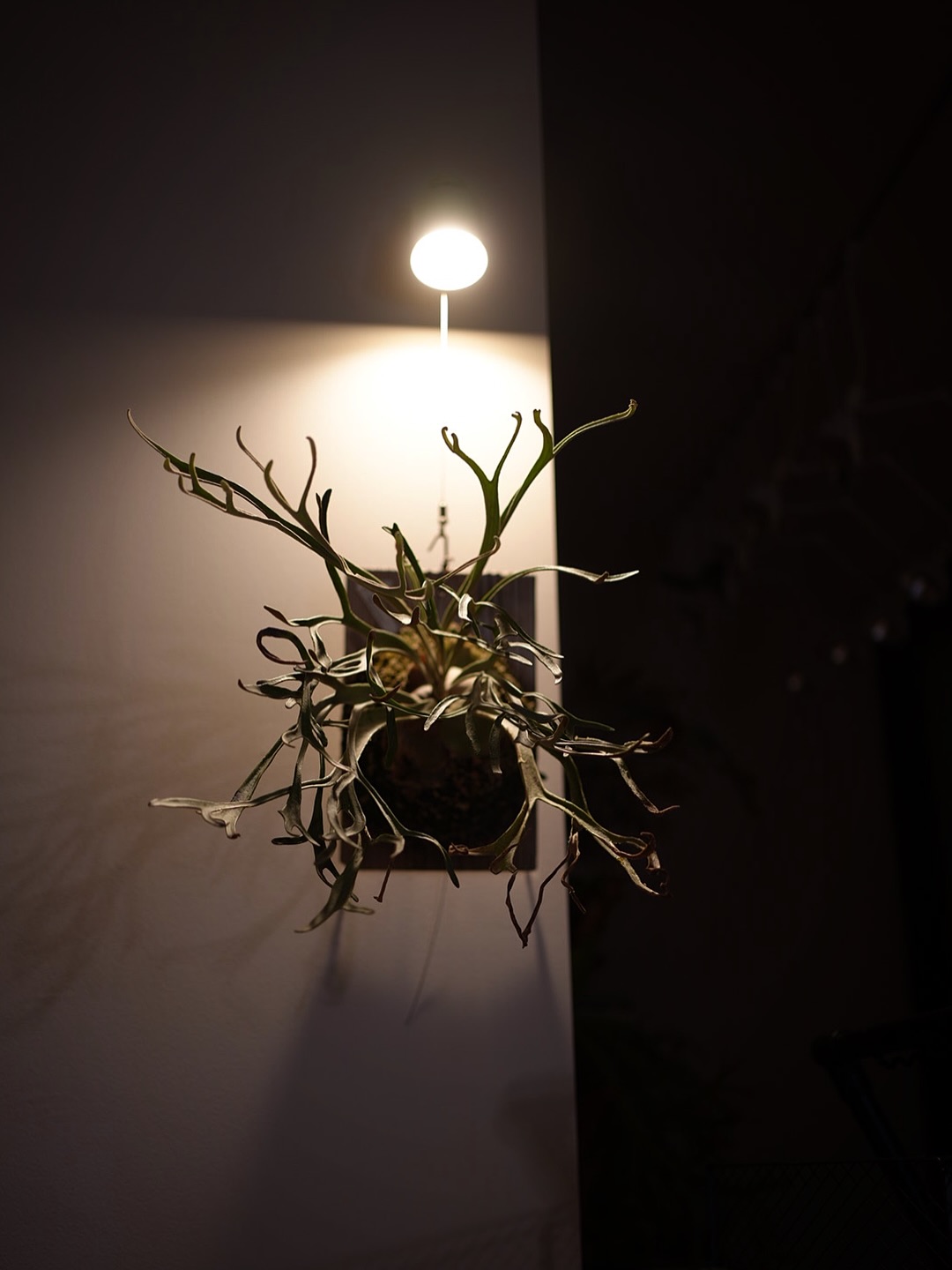 P.Phenomenalの写真