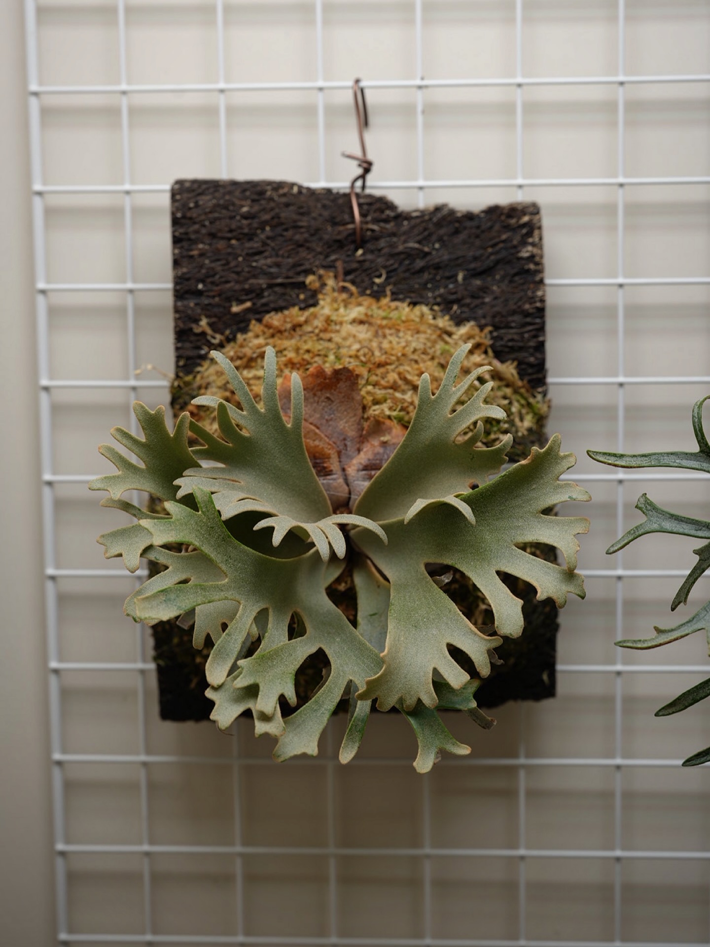 Platycerium willinckii “Blue Queen Dwarf Sporeling”