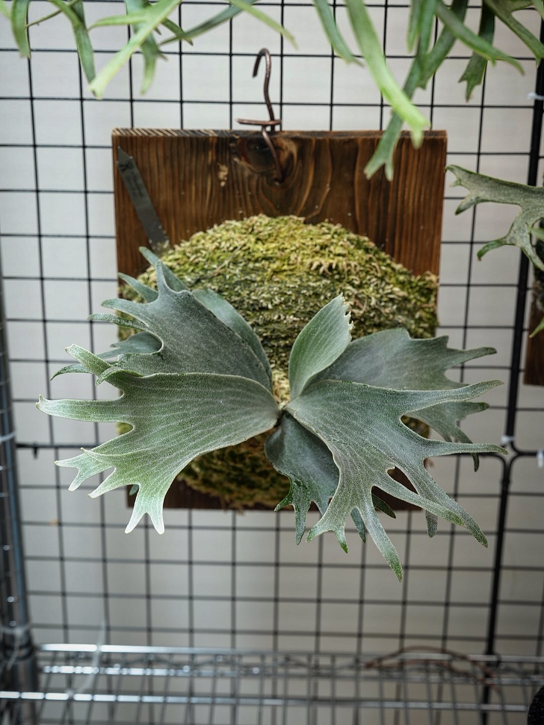 P.Triceratops from @botanical_mafia なかなか