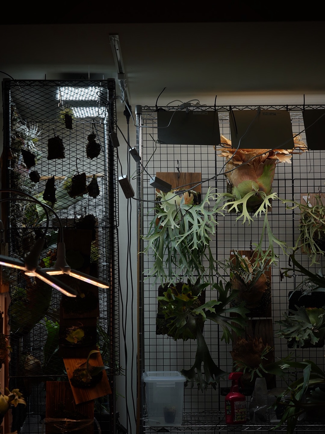 P.willinckii Polaris from @ponpowan 違法植物感