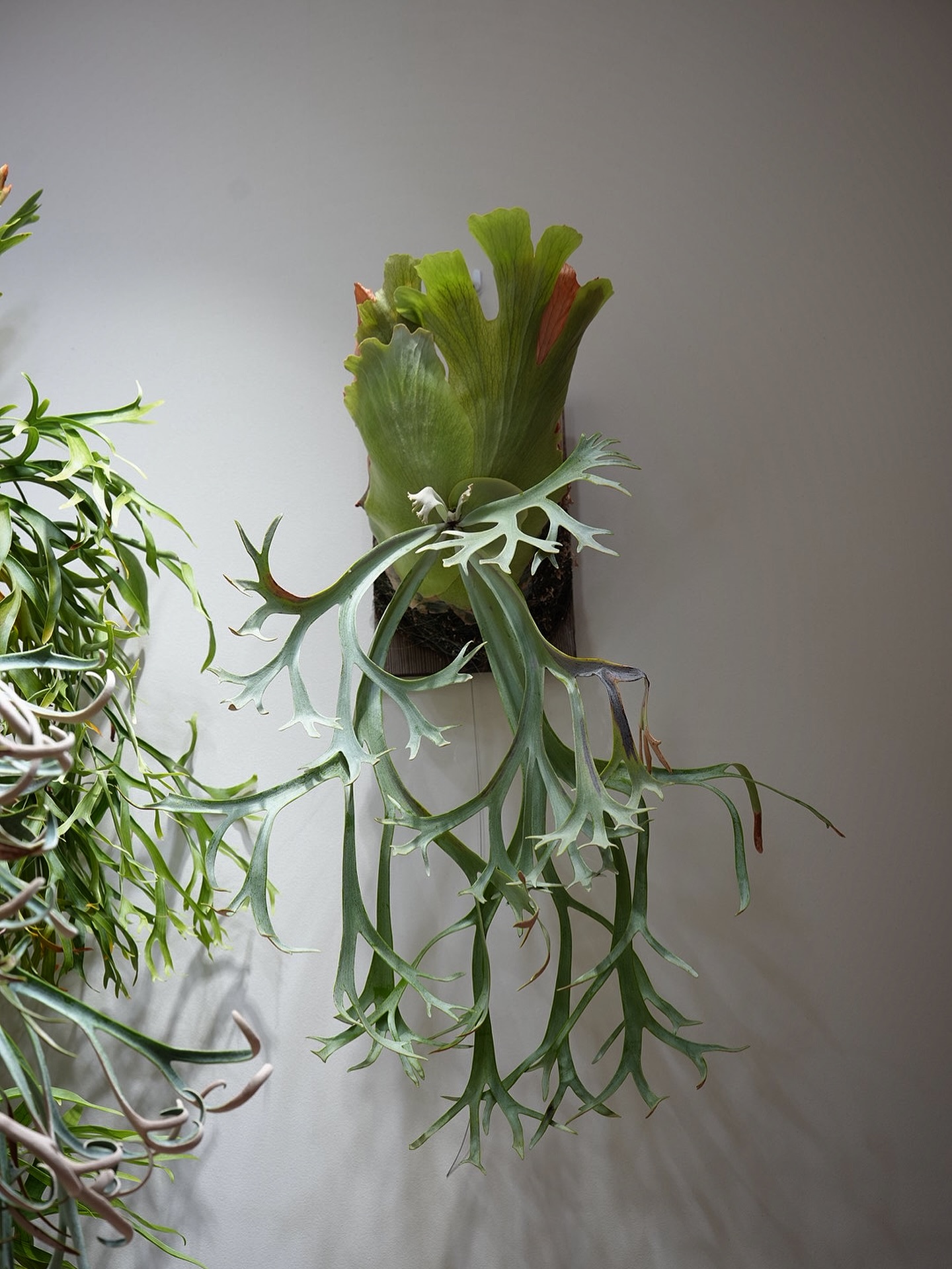 P.willinckii blue queen