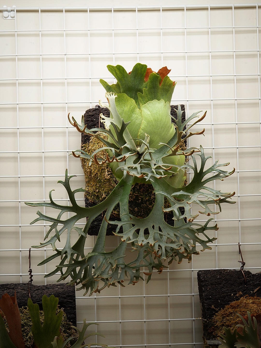 Platycerium willinckii OMG 盛り上がってまいりました