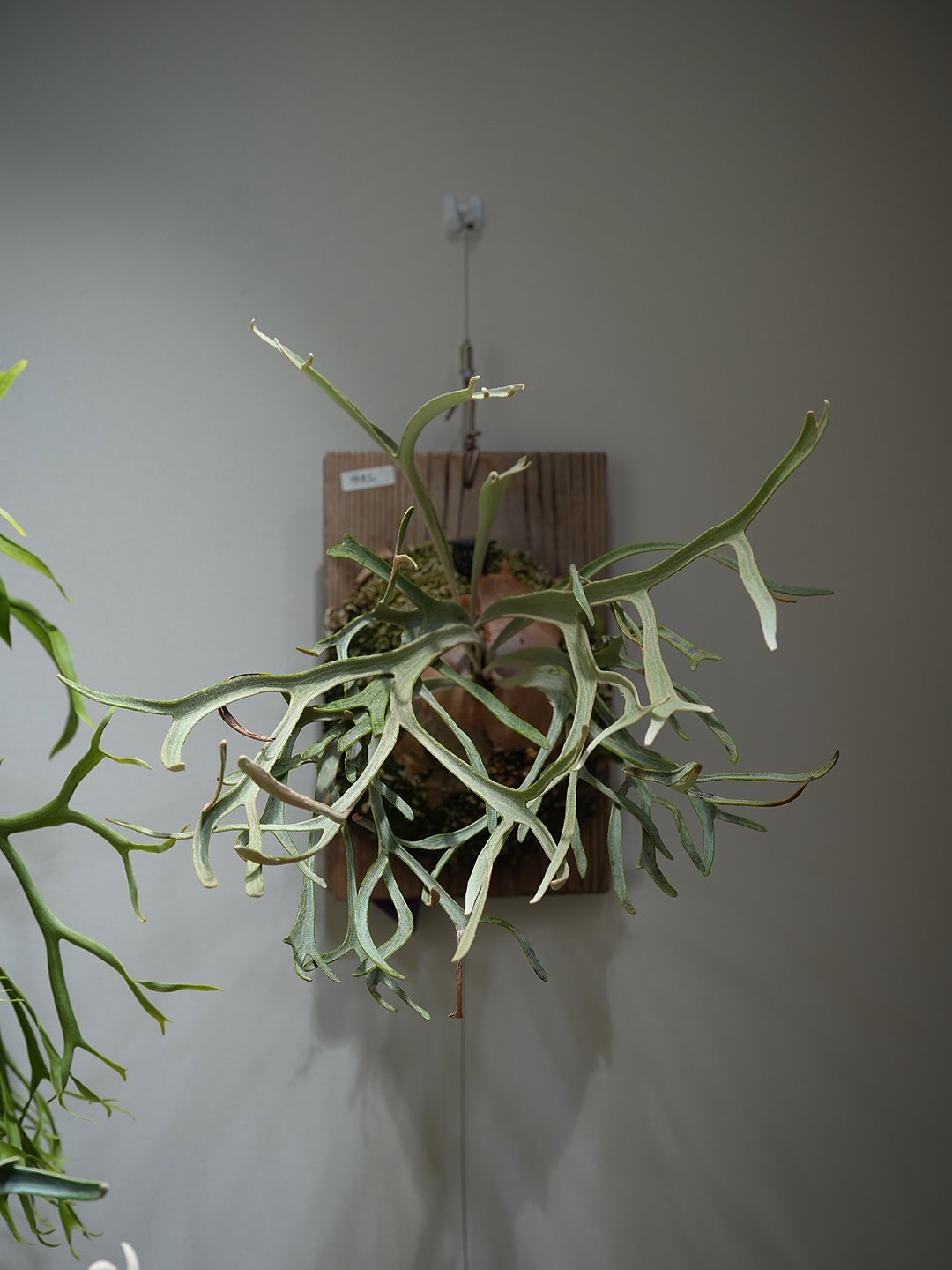 P.Phenomenal from @katsu_hibino