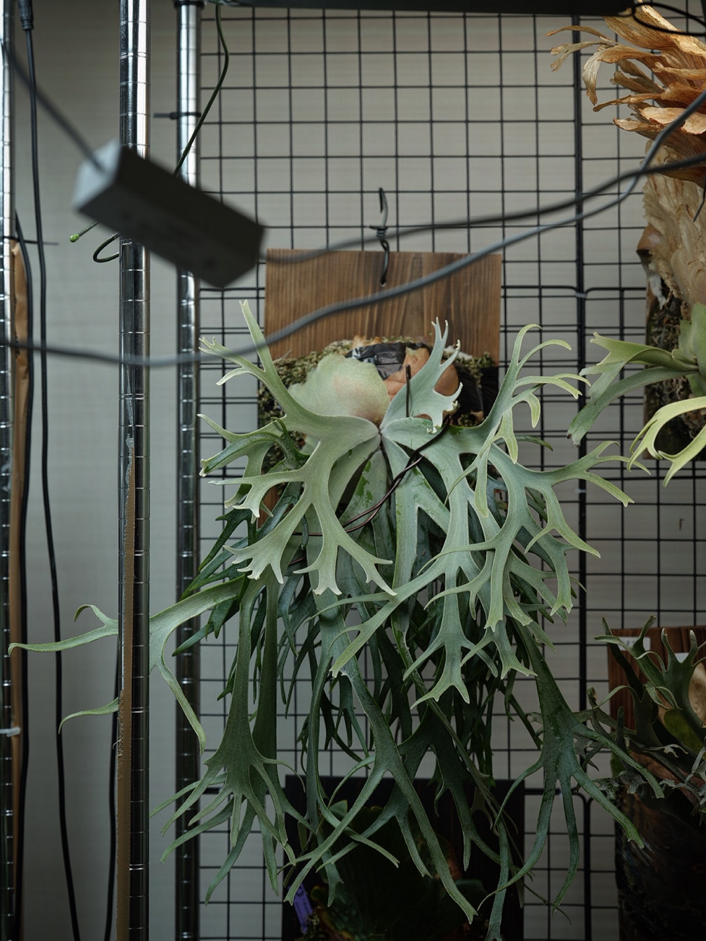 P.willinckii Polaris