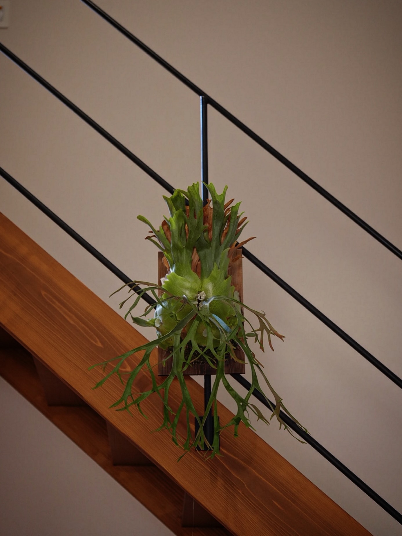 P.willinckii 伊弉諾