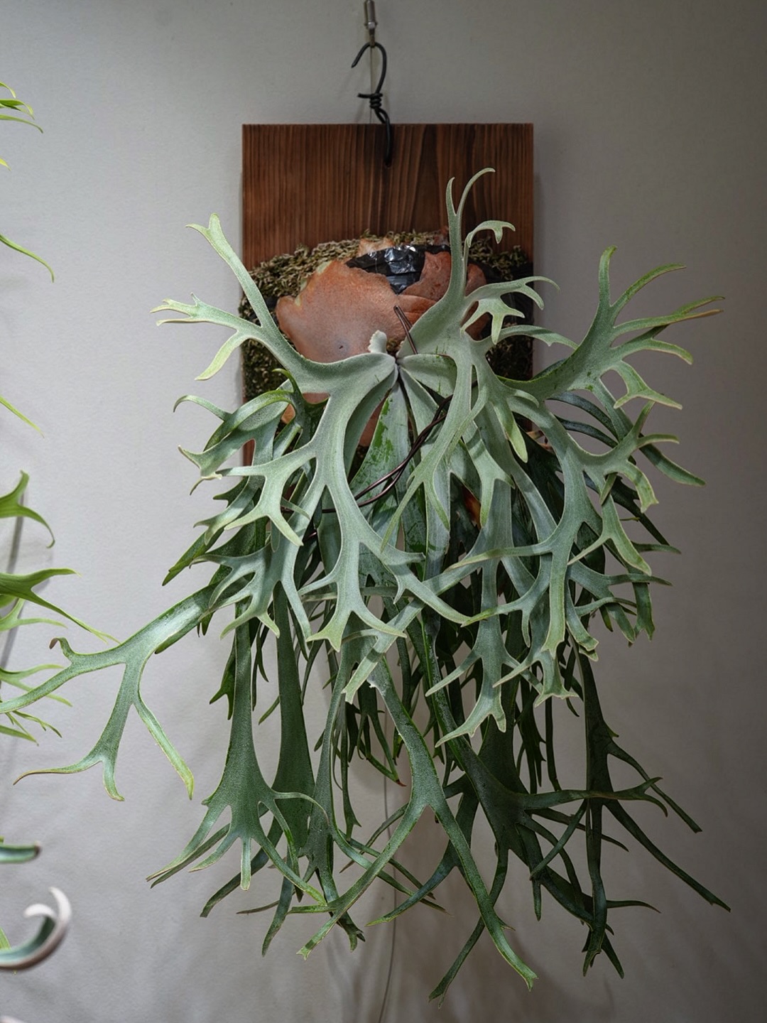 P.willinckii Polaris