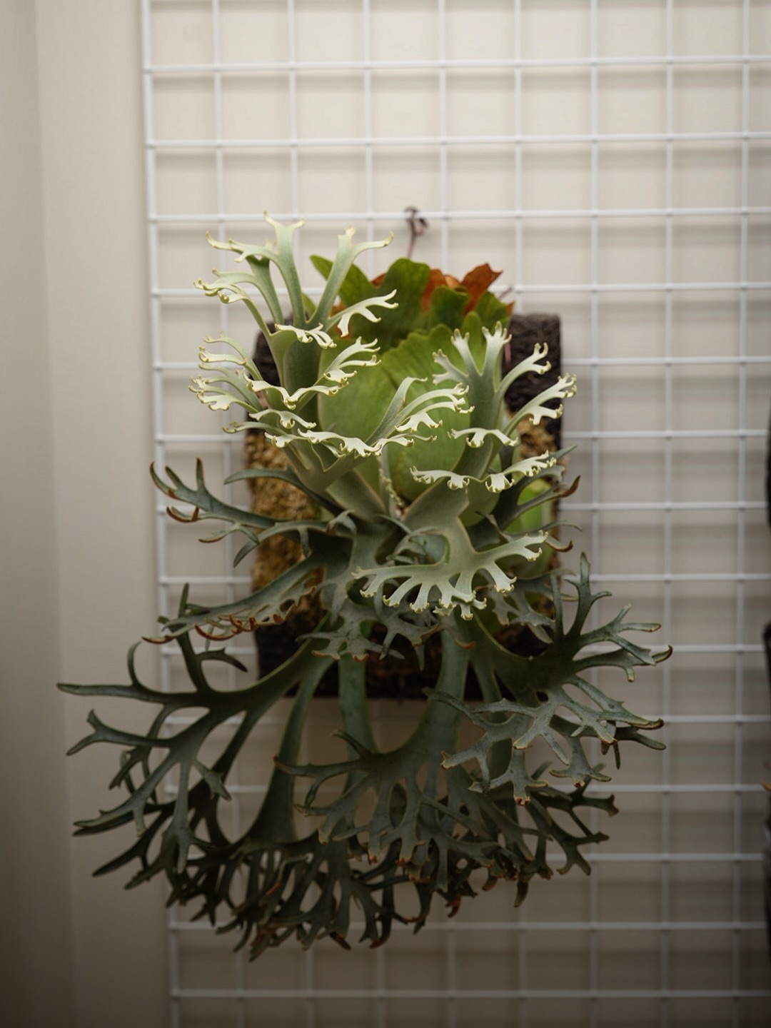 Platycerium willinckii OMG 結構好き