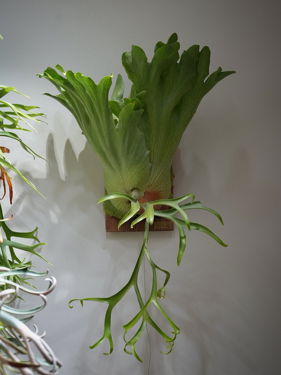 P.coronarium from @katsu_hibino Hakusai in the bui