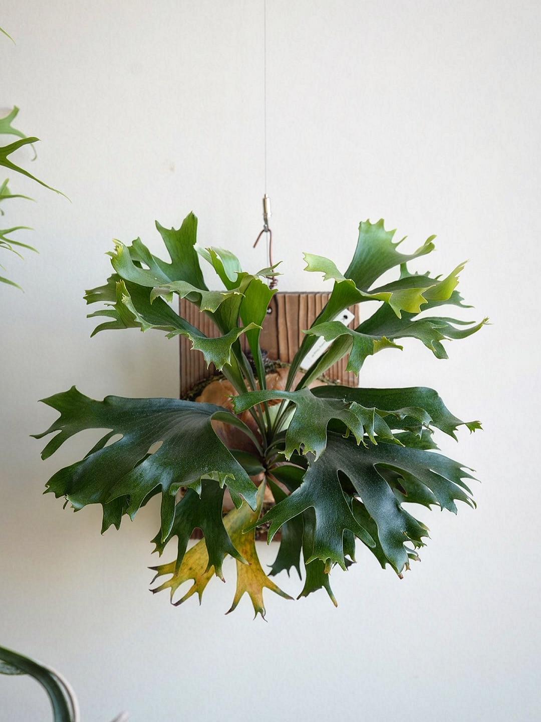 P.hillii mutant sporeling “Group M”