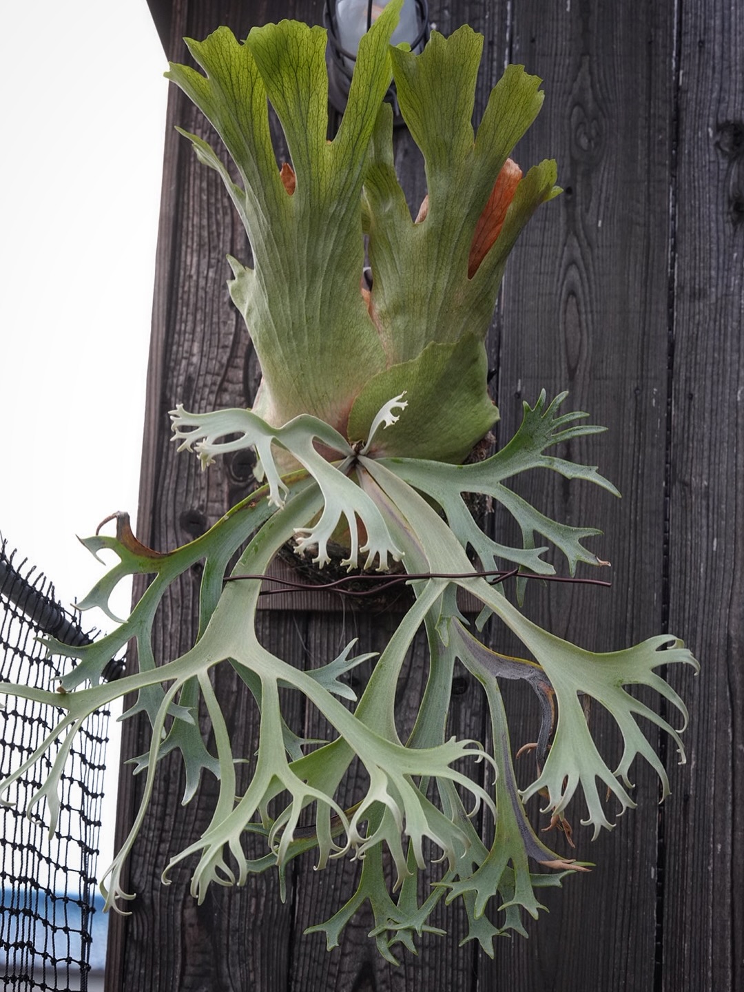 P.willinckii blue queen