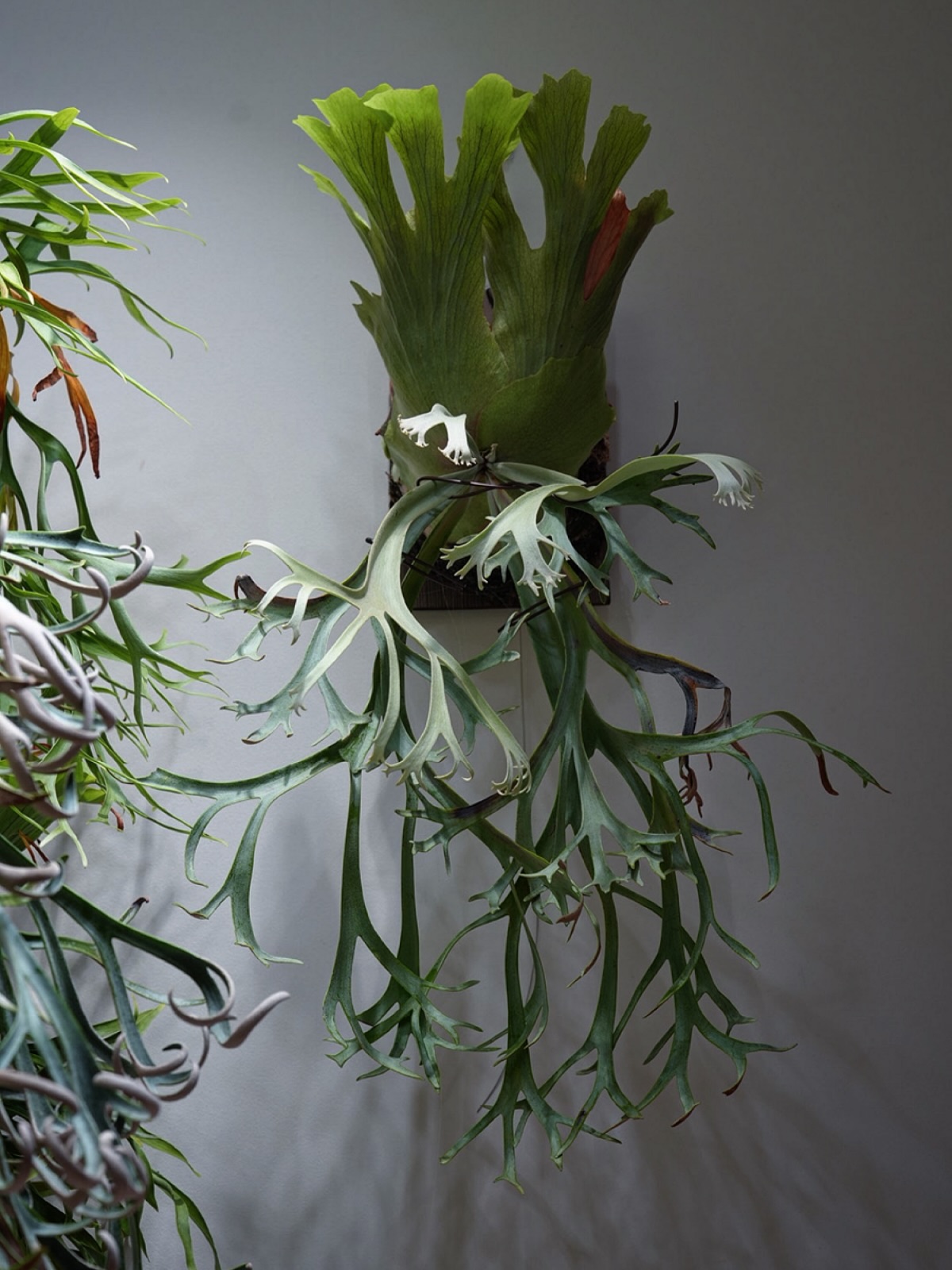 P.willinckii blue queen なかなか