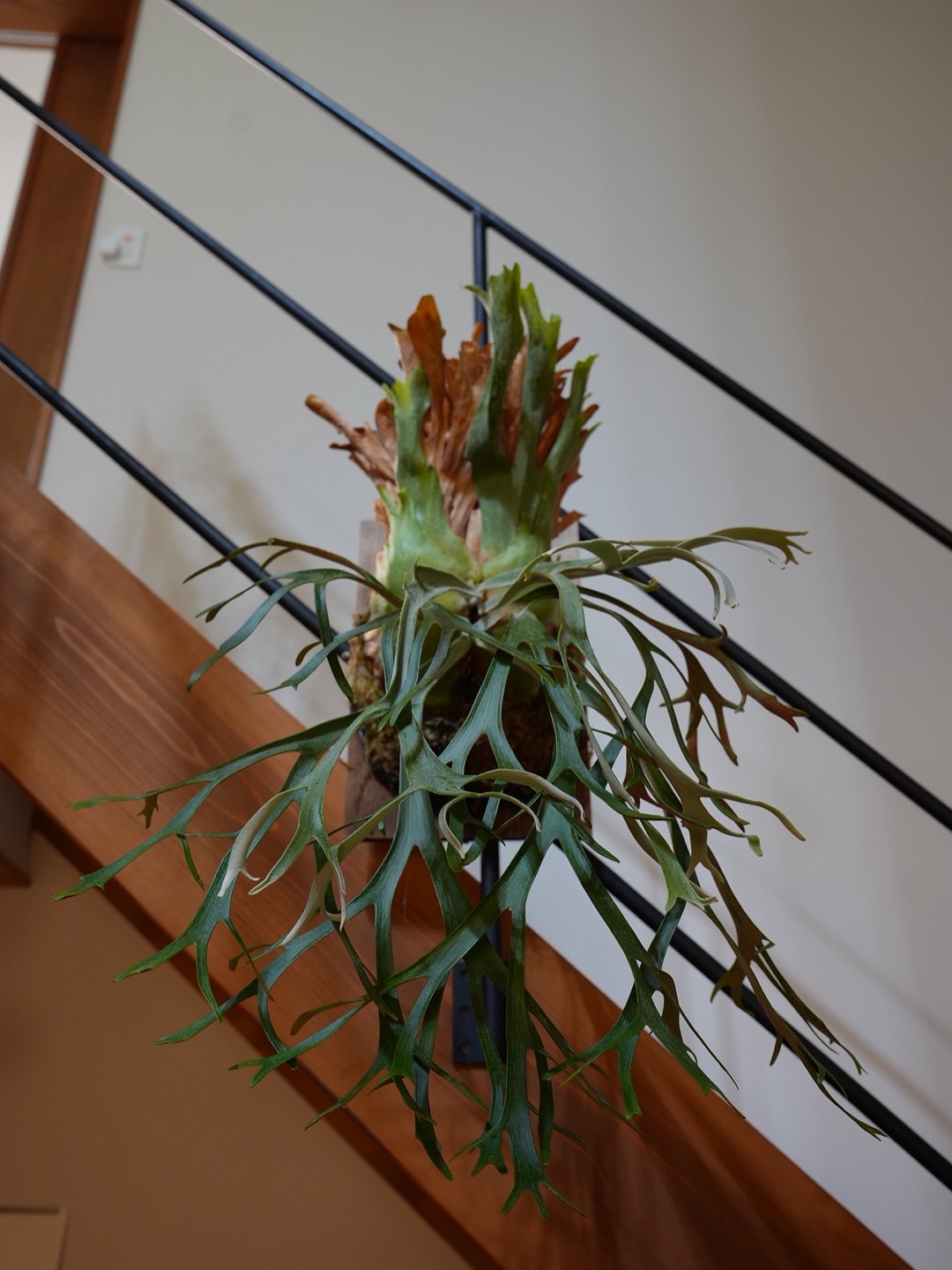 P.willinckii 伊弉諾