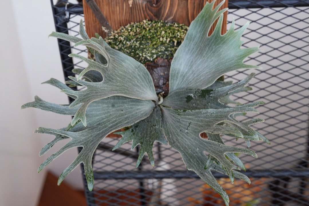 P.Triceratops from @botanical_mafia 貯水葉ターンと思ったら奇形葉