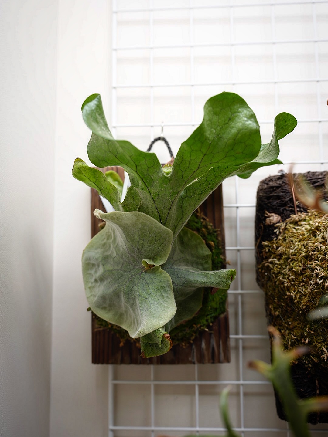 P.superbum dwarf sporeling