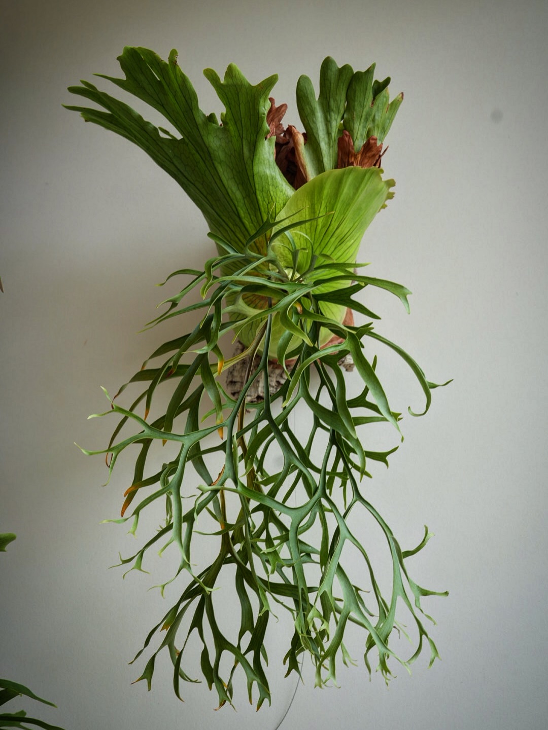 P. coronarium waiwai