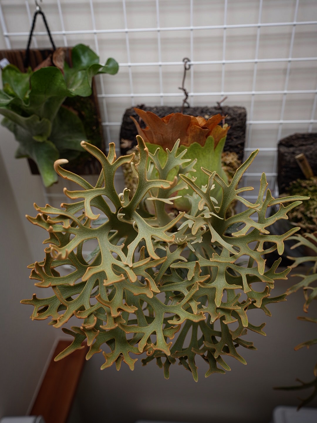 Platycerium willinckii OMG いいじゃない