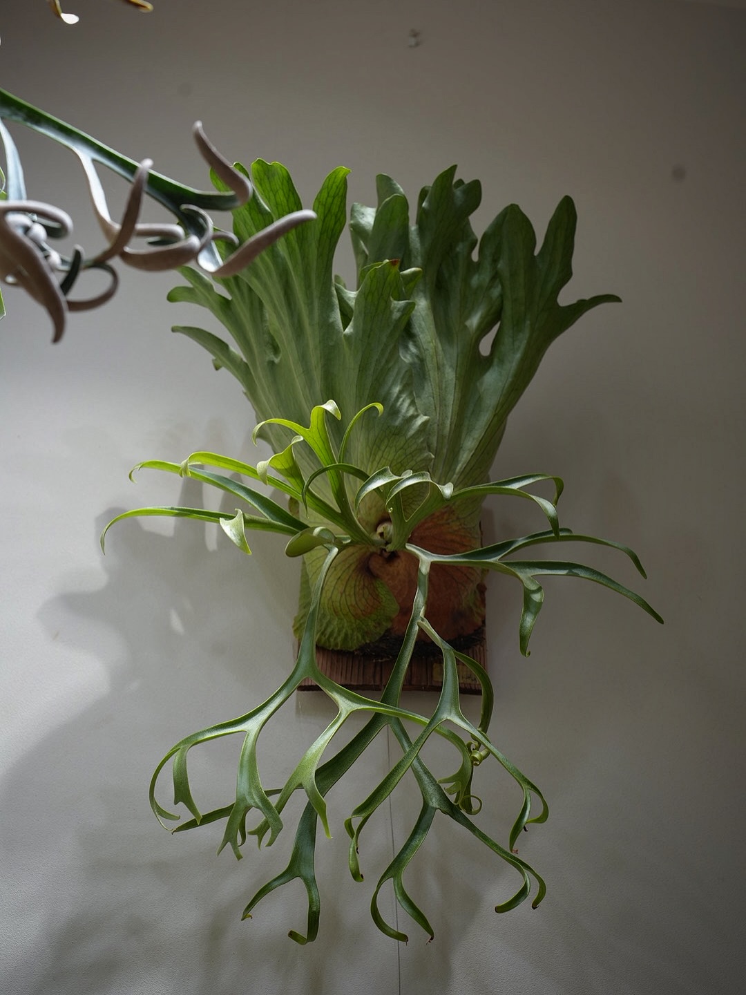 P.coronarium 女性的な個体