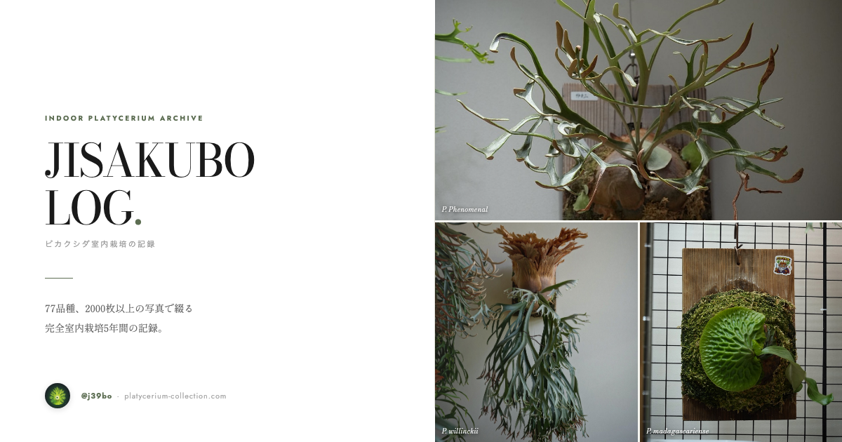 JISAKUBO LOG. — Indoor Platycerium Archive